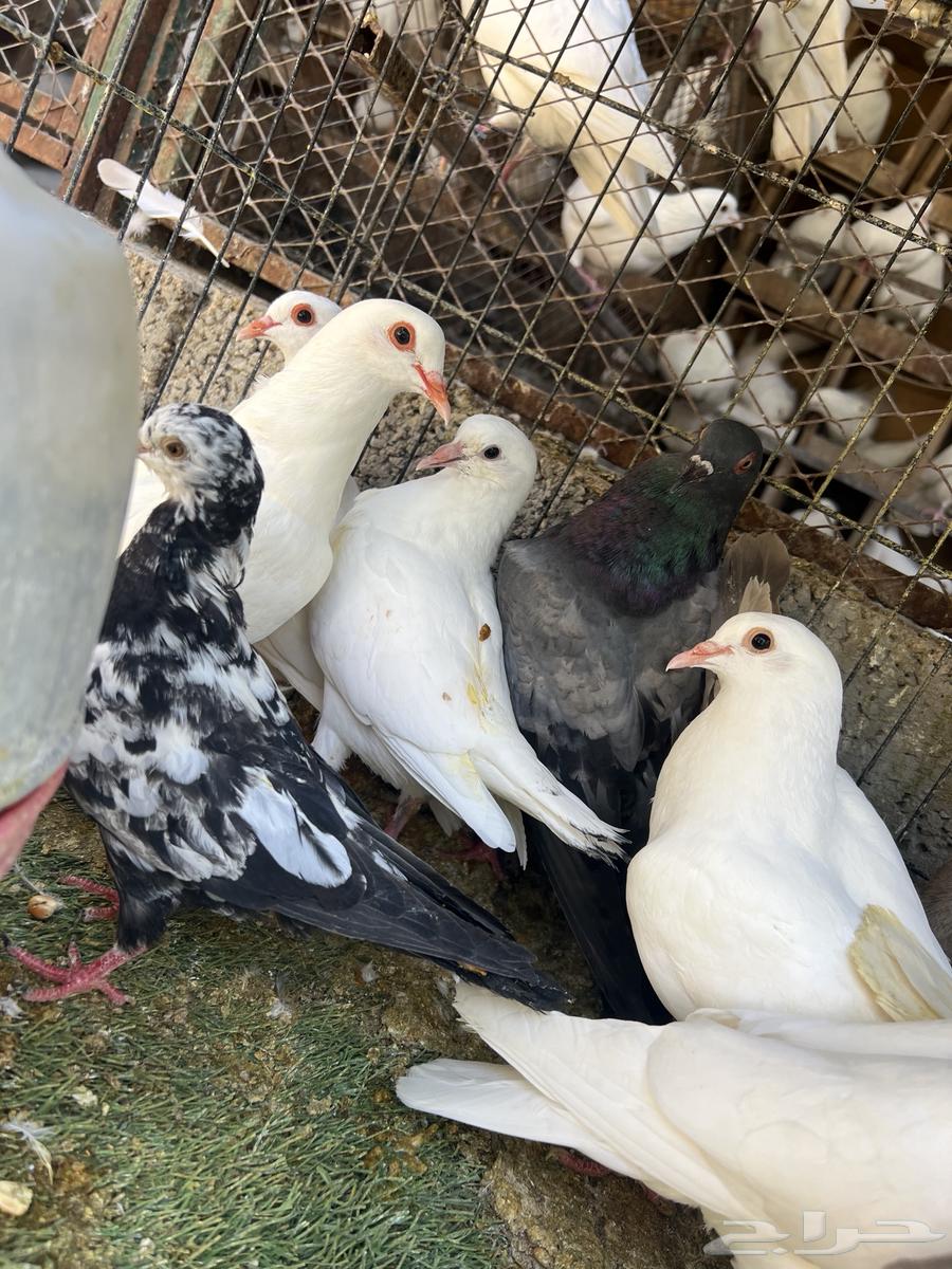 زغاليل للبيع موقعها الخرج اليمامه63048175052673112