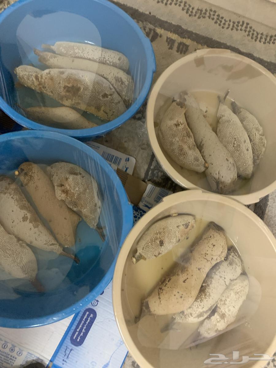 عسل طبيعي630482618996491124