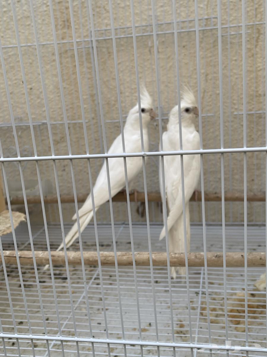 Pair of pink pigeons63049682832002112