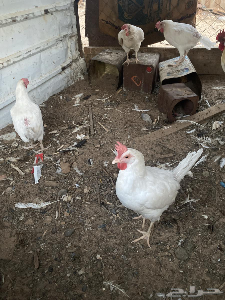 Chicken for sale63048267983747111