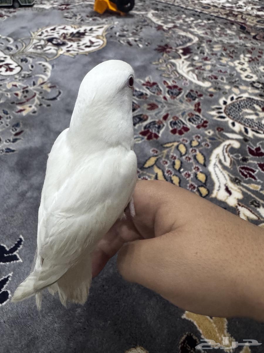 Bird day63058815585537113