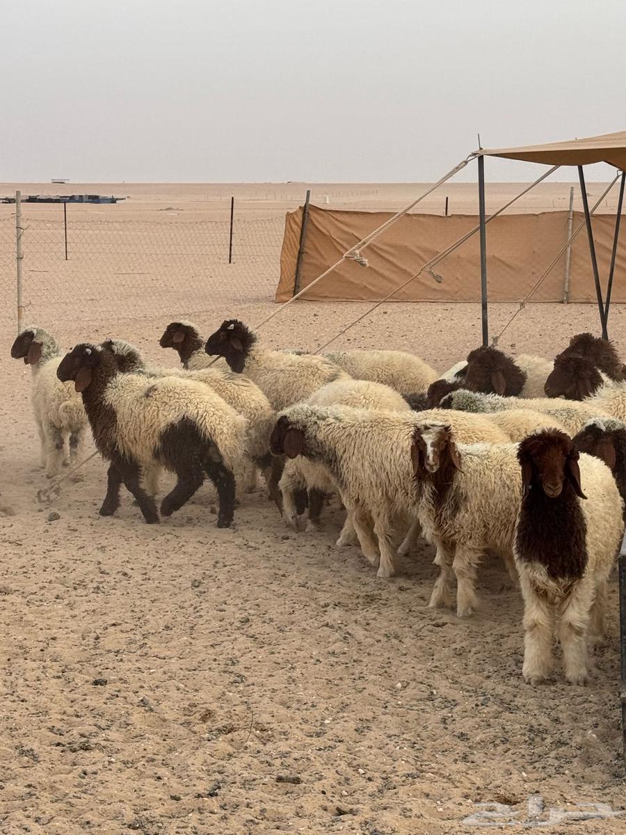 طليان ذبايح جملة وتفريد63048199135234113