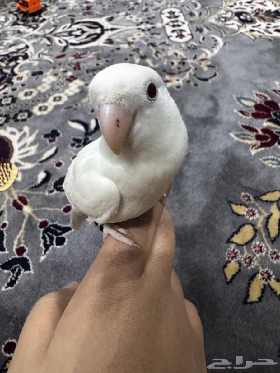 Bird day63058815585537112