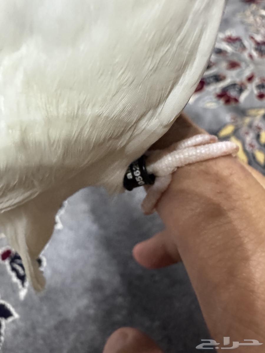 Bird day63058815585537111