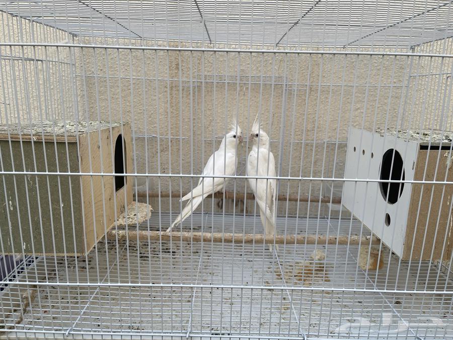 Pair of pink pigeons63049682832002111