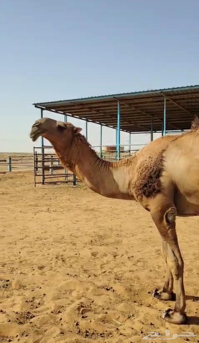 قعود فحل63048300305153114