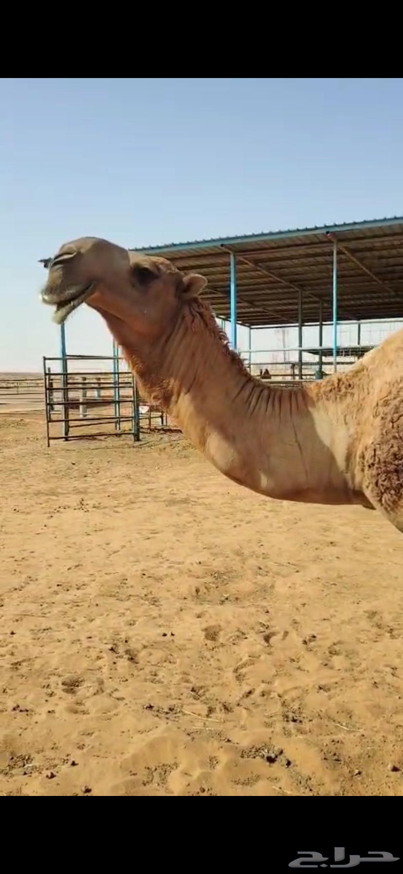 قعود فحل63048300305153113