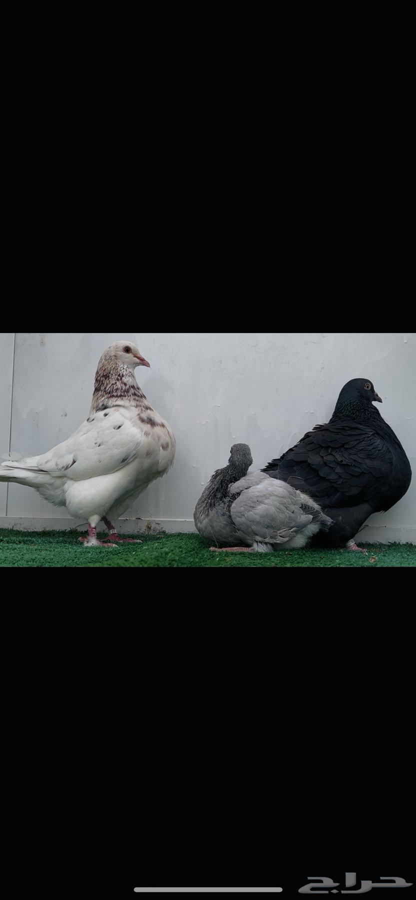Two Kuwaiti tax evaders63048158917506114