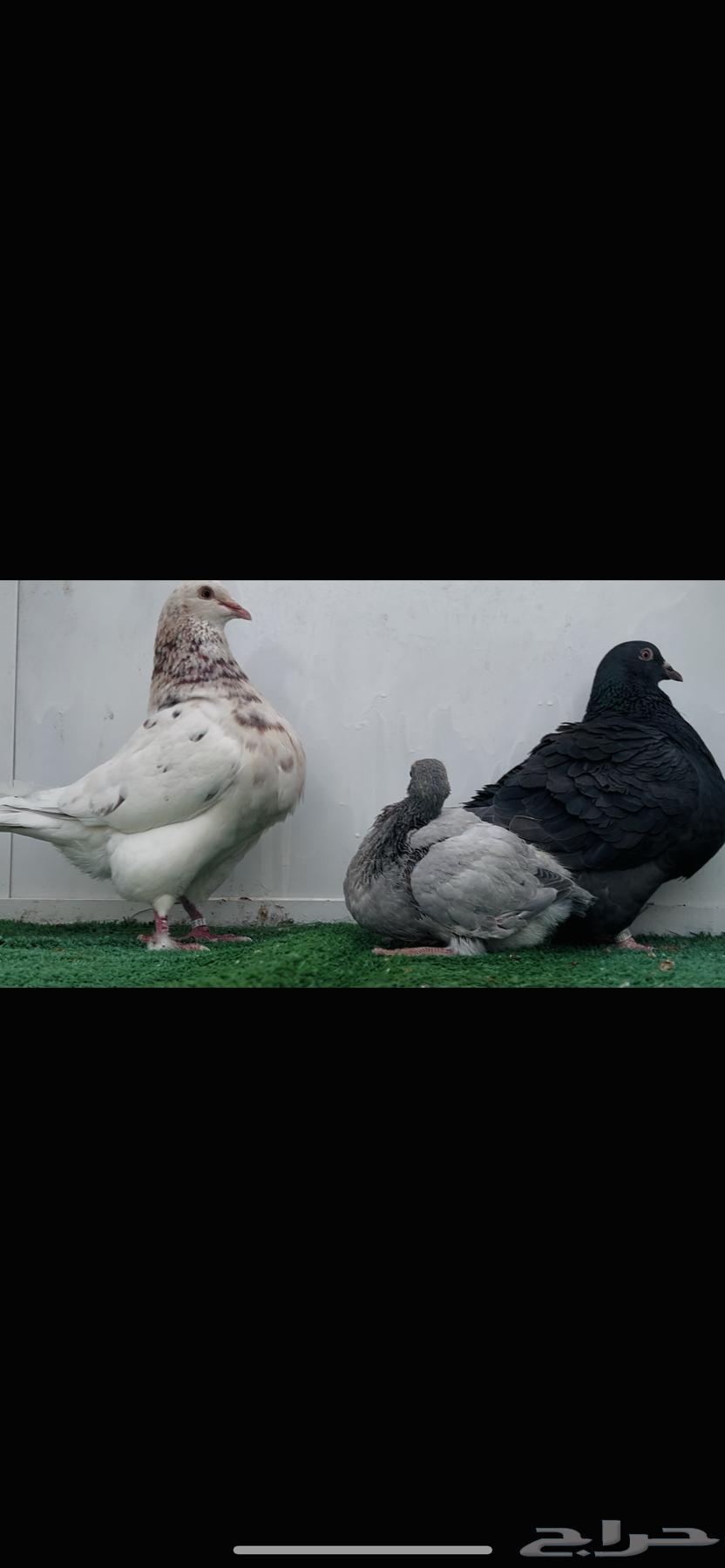 Two Kuwaiti tax evaders63048158917506112