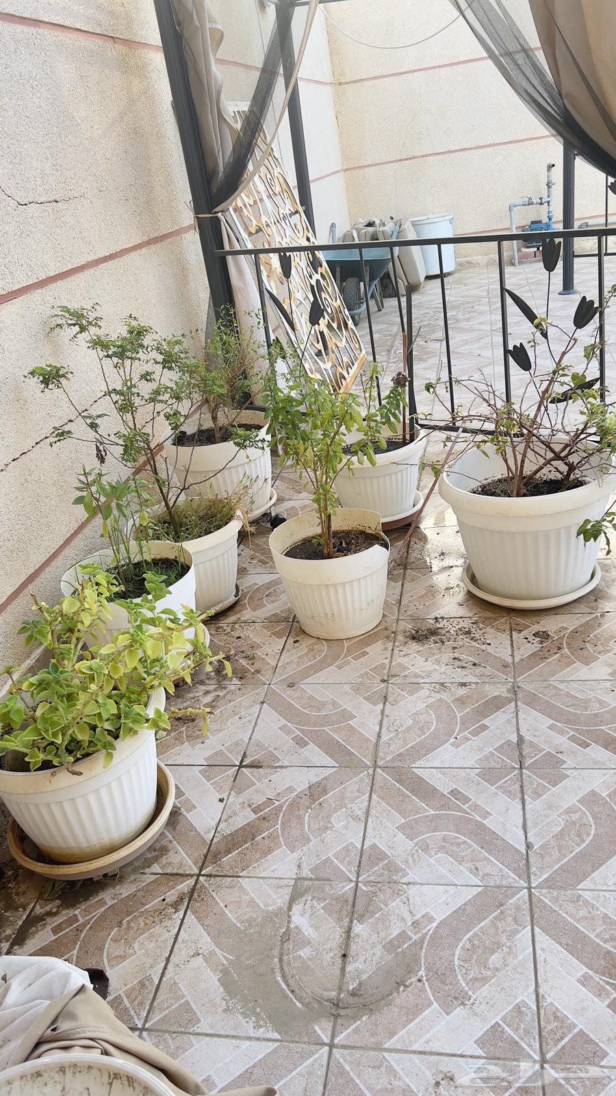 نباتات منوعة للبيع63045373027970112