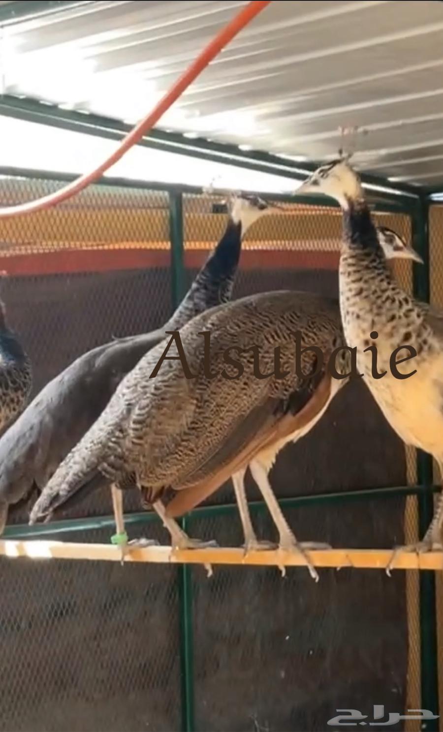 جوز طاووس العمر سنة63045813556225111