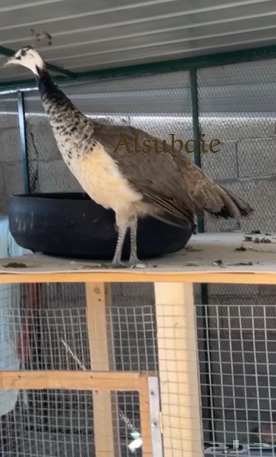جوز طاووس العمر سنة63045813556225112