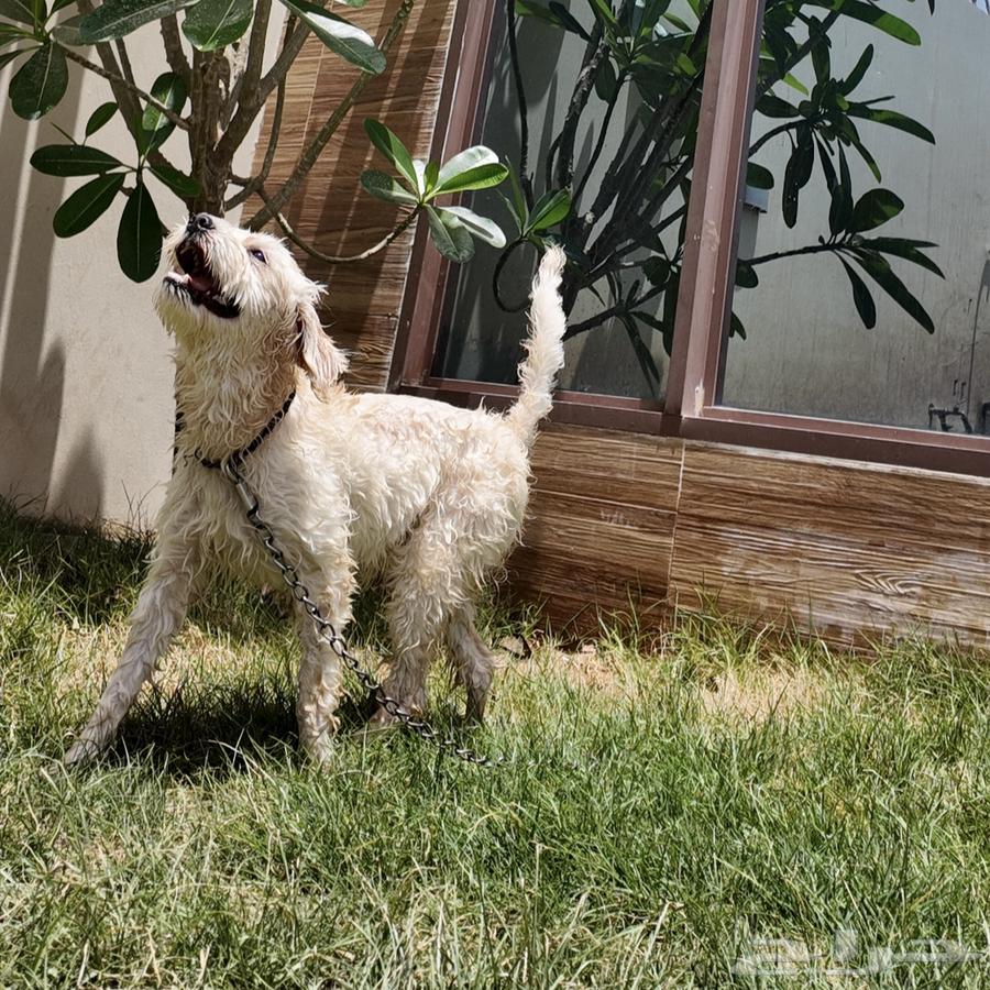 كلب للبيع Cyprus Poodle63470480038657112