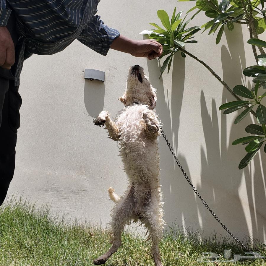 كلب للبيع Cyprus Poodle63470480038657111