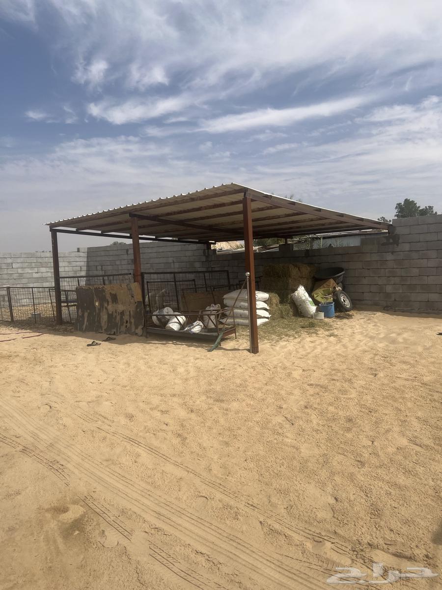 شبك ابل63044158091393111