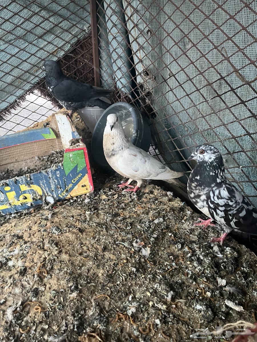 Bathroom for sale number 10 four eggs four chicks630453881556491119