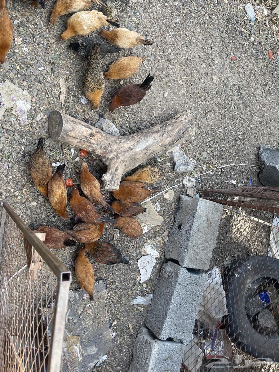 Local chicken for sale63043707847682112