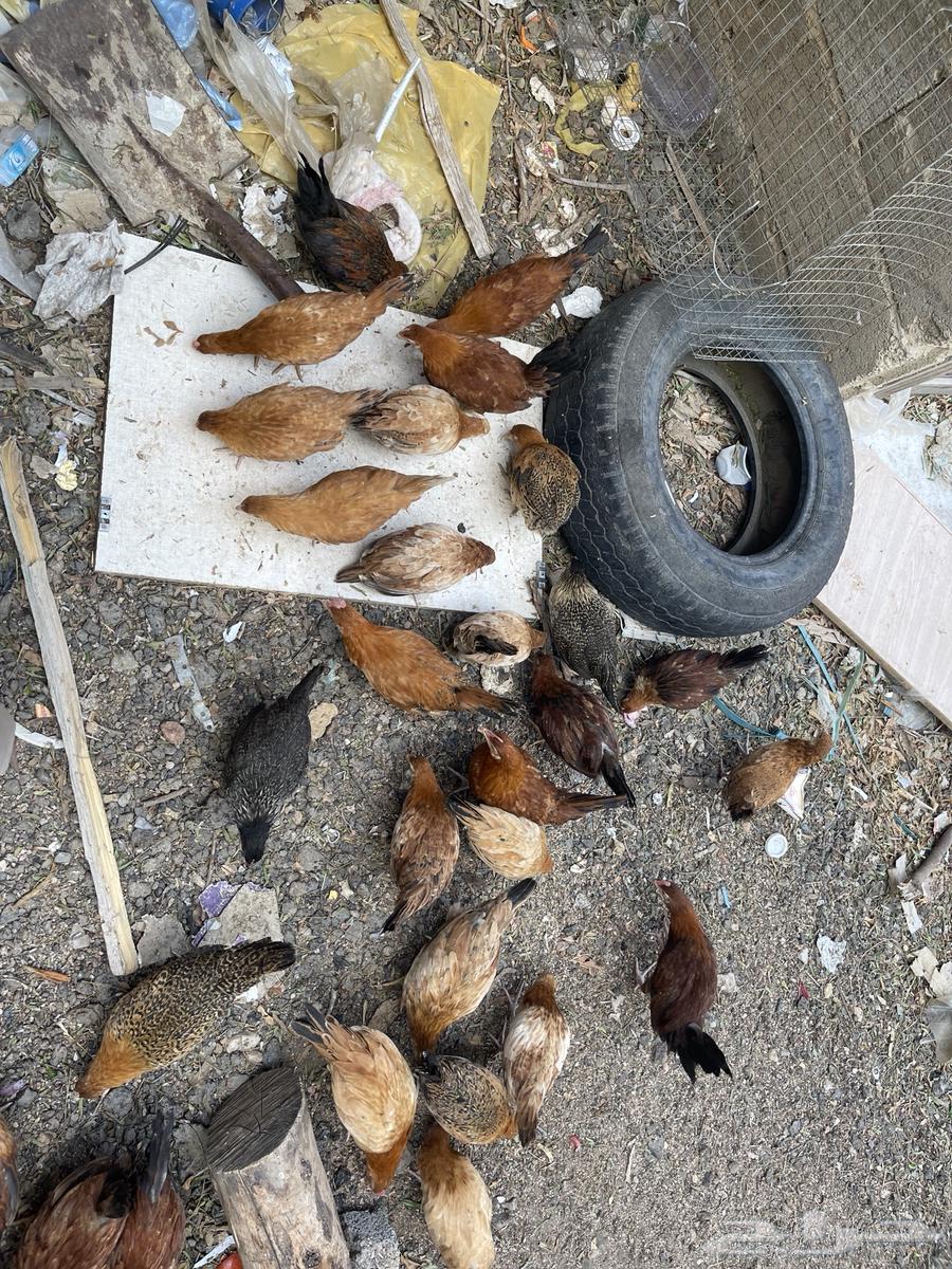 Local chicken for sale63043707847682111