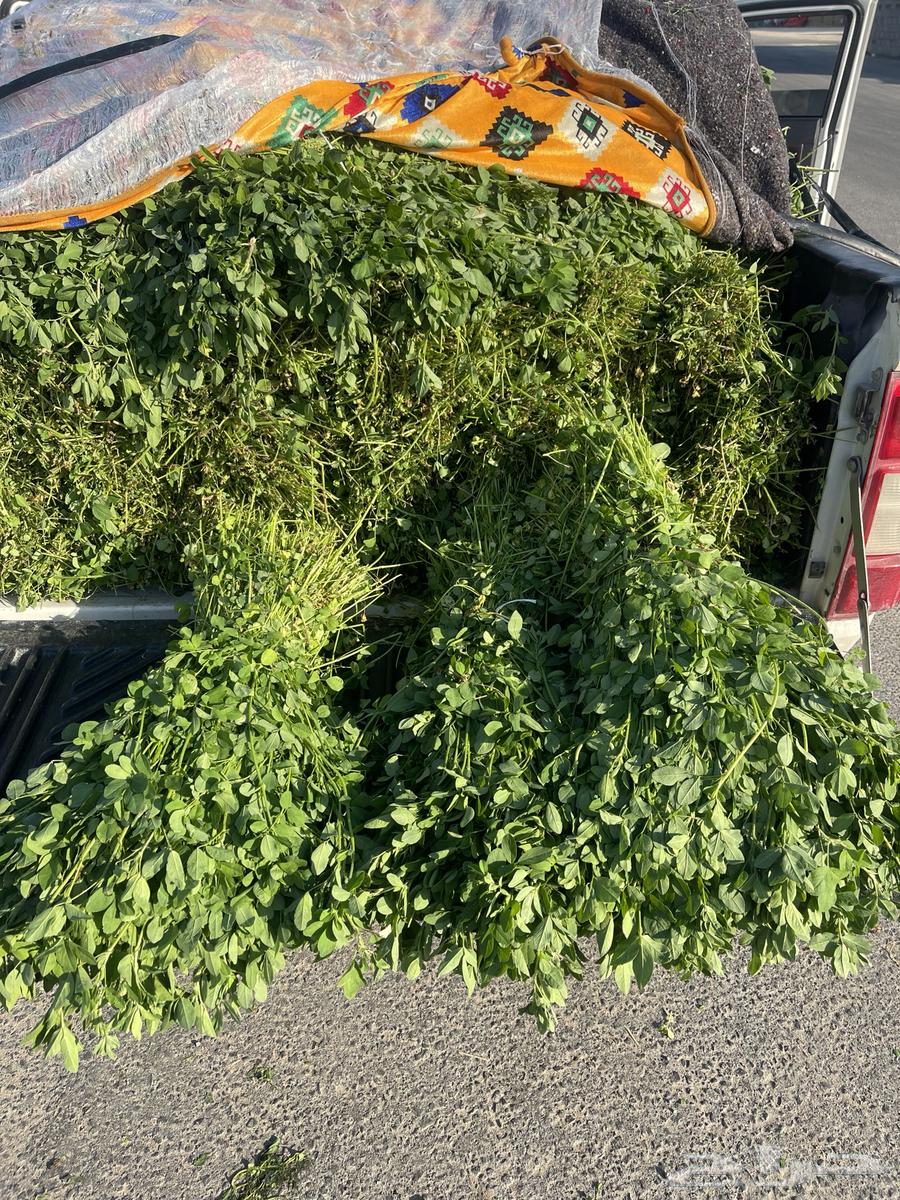 I have clover and there is delivery in Al-Ahsa and Bqeeq only the pod weighs to two630437074522911111