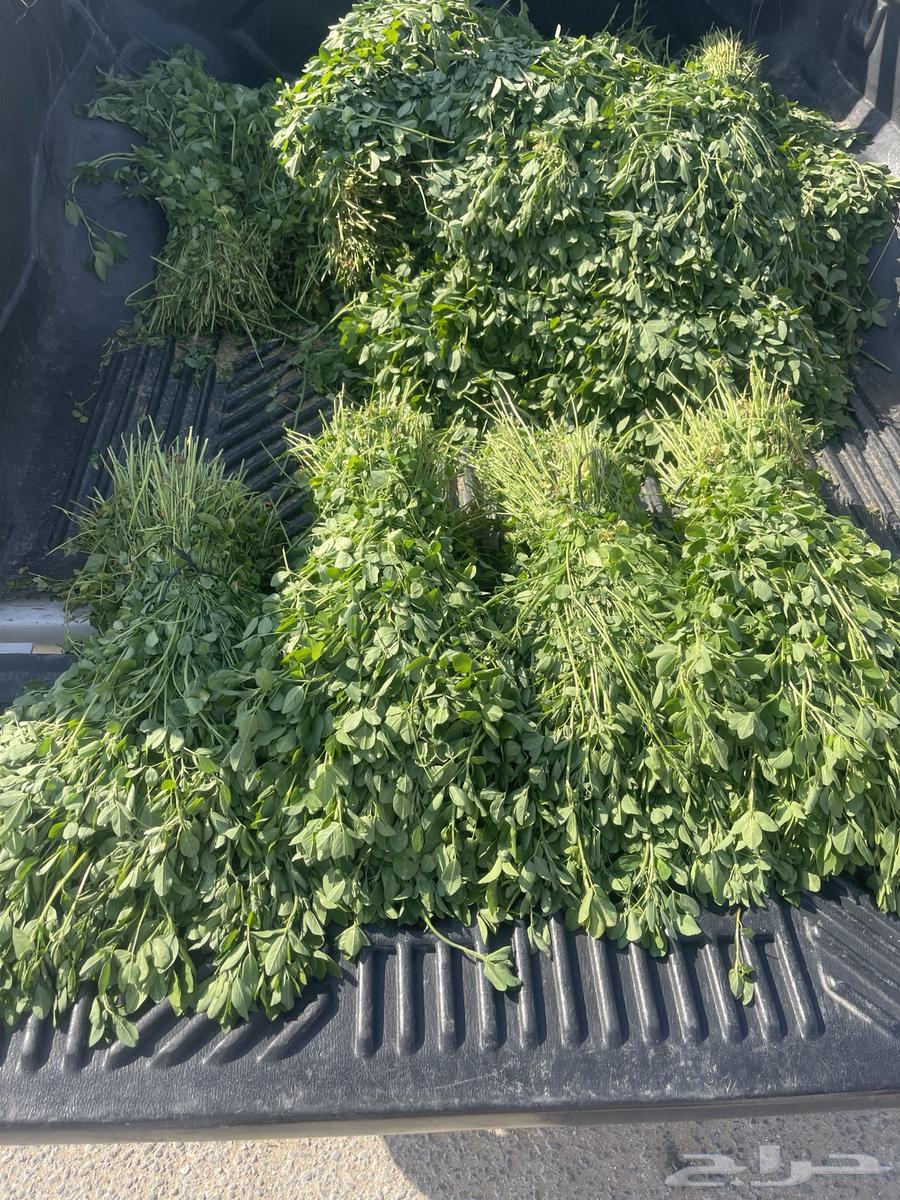 I have clover and there is delivery in Al-Ahsa and Bqeeq only the pod weighs to two63043707452291111