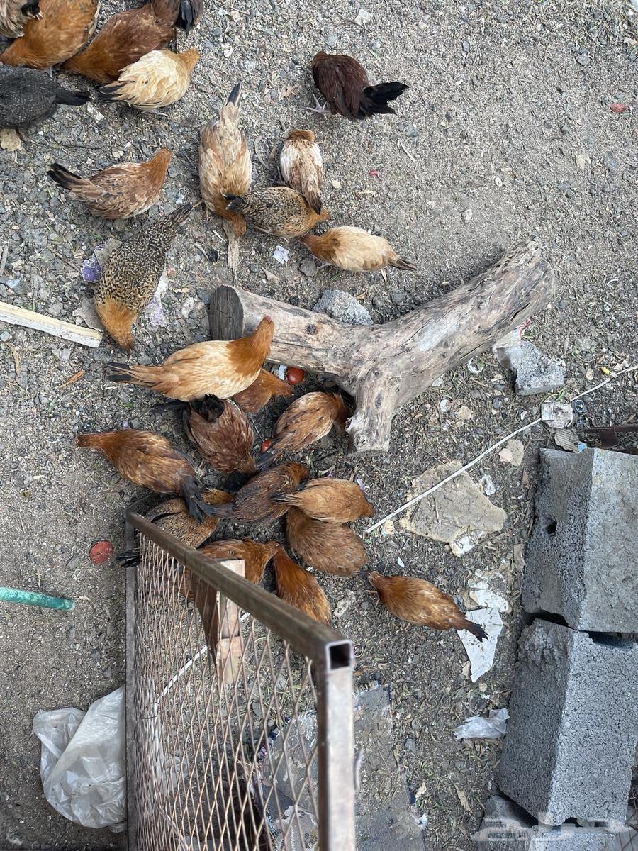 Local chicken for sale630437078476821127