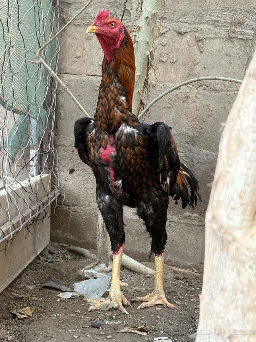 باكستاني سندي63044152095235113