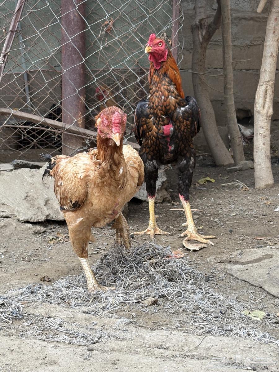 باكستاني سندي630441520952351113