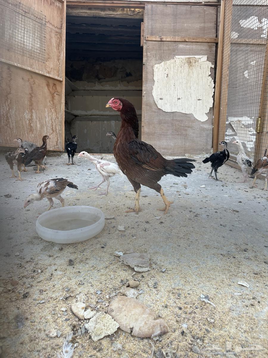 دجاج باكستاني الأصيل بيور  ( تم البيع )63470450817538113
