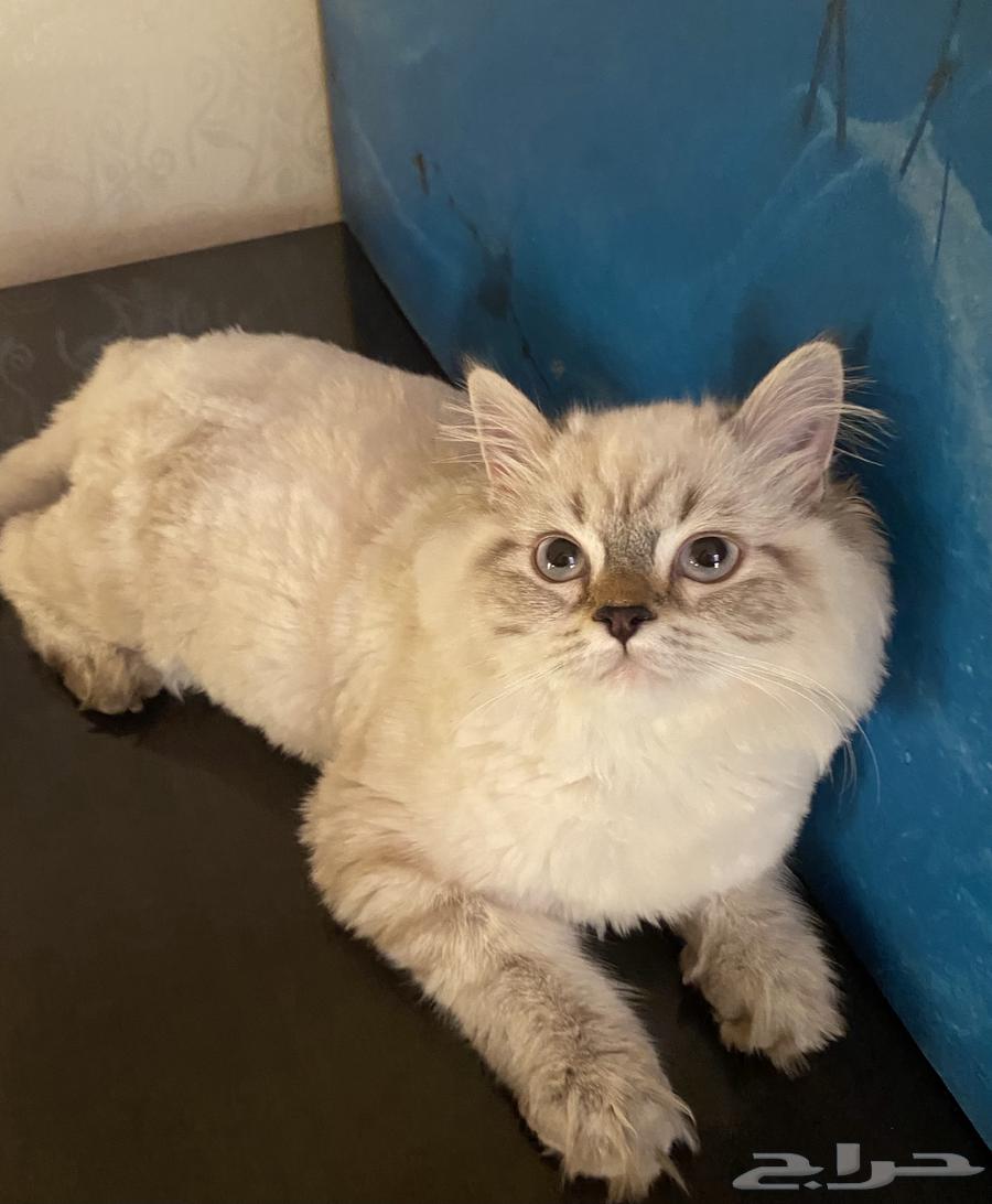 Cat named Shirazi, age 4 months630482345501471123