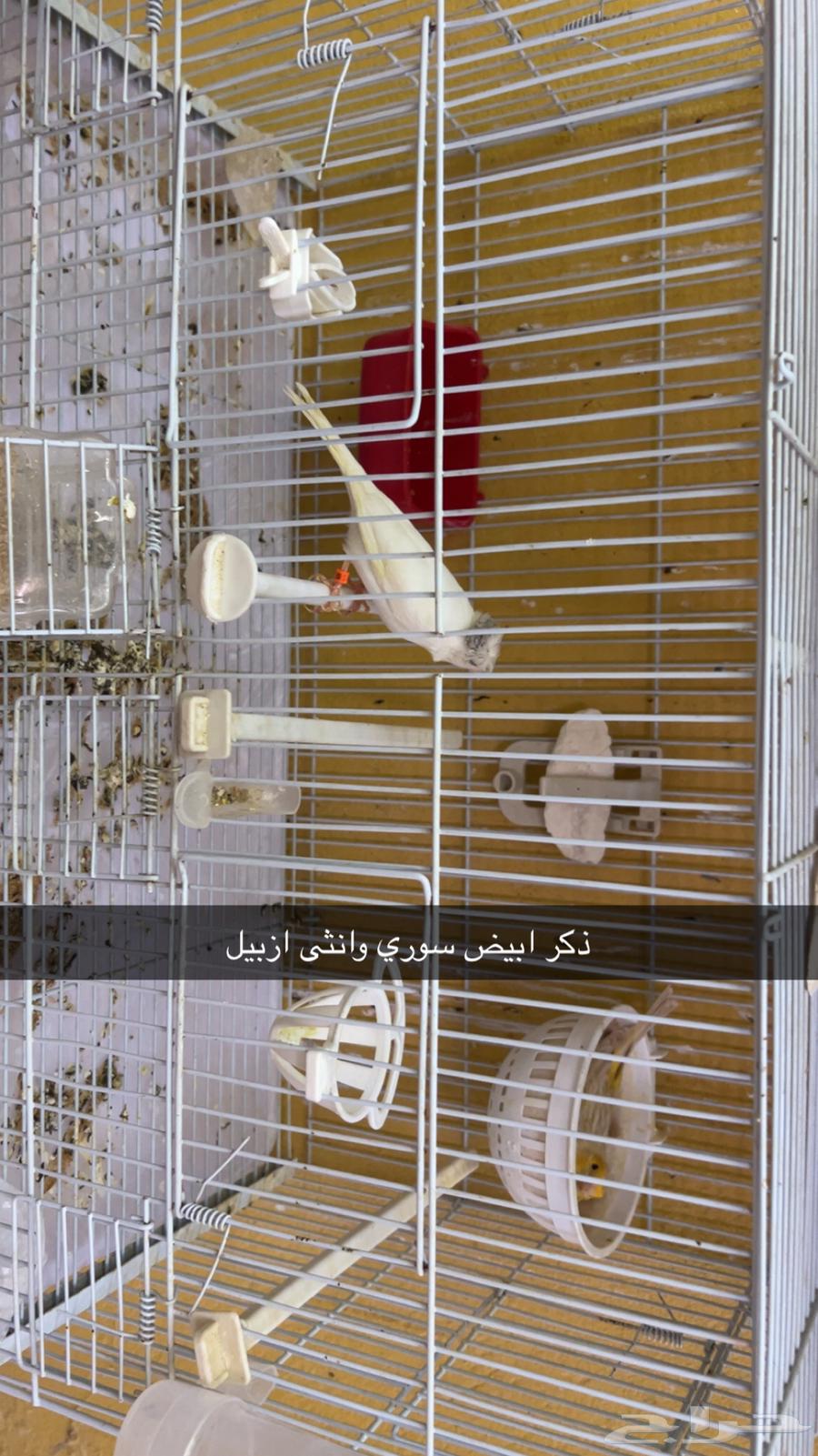 اجواز كناري منتجه63042908284289111