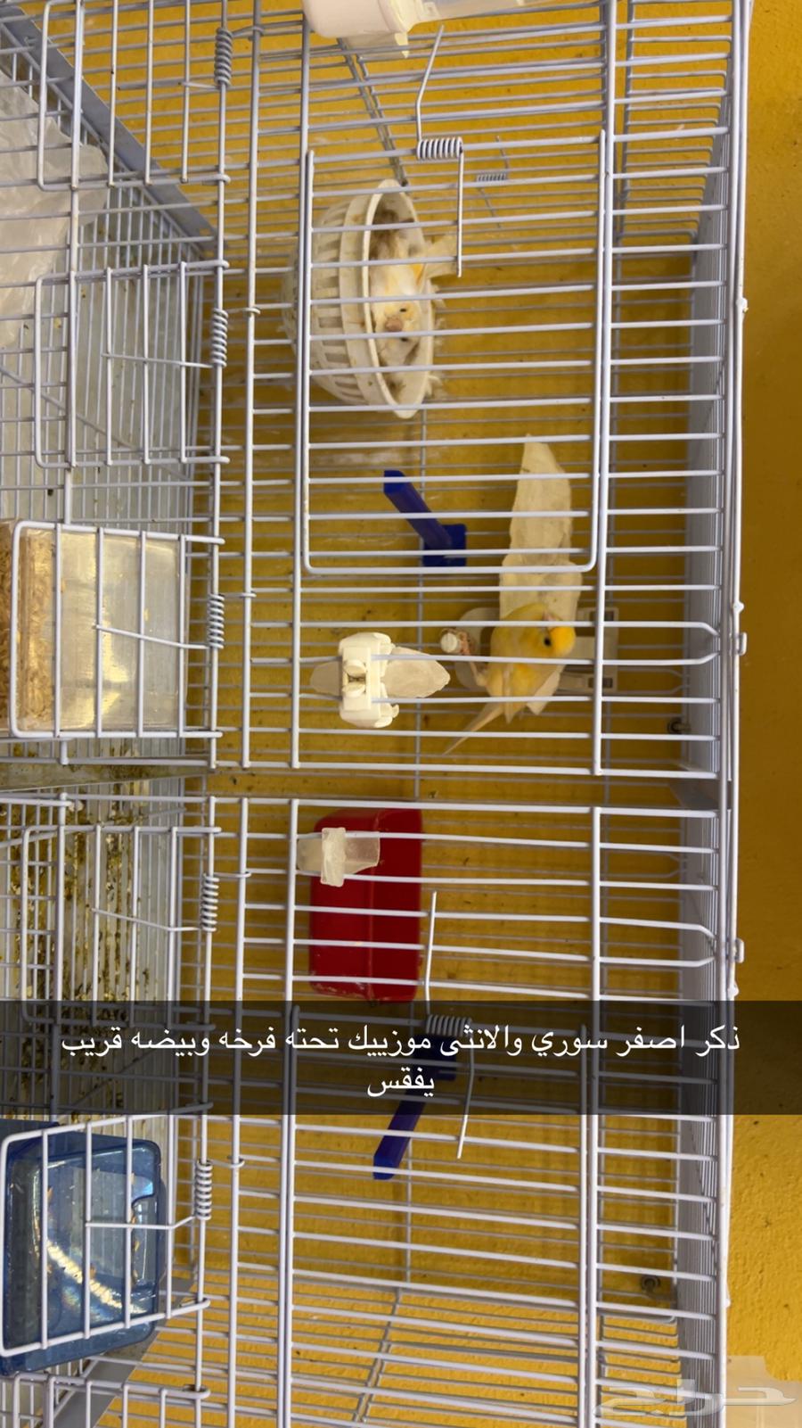 اجواز كناري منتجه63042908284289112