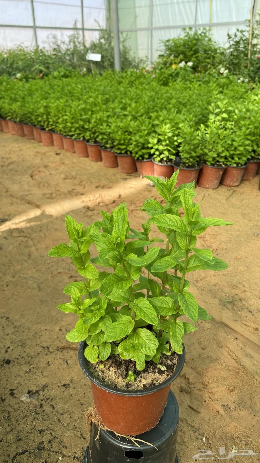 Moroccan mint seedlings (the city)63042920671233112