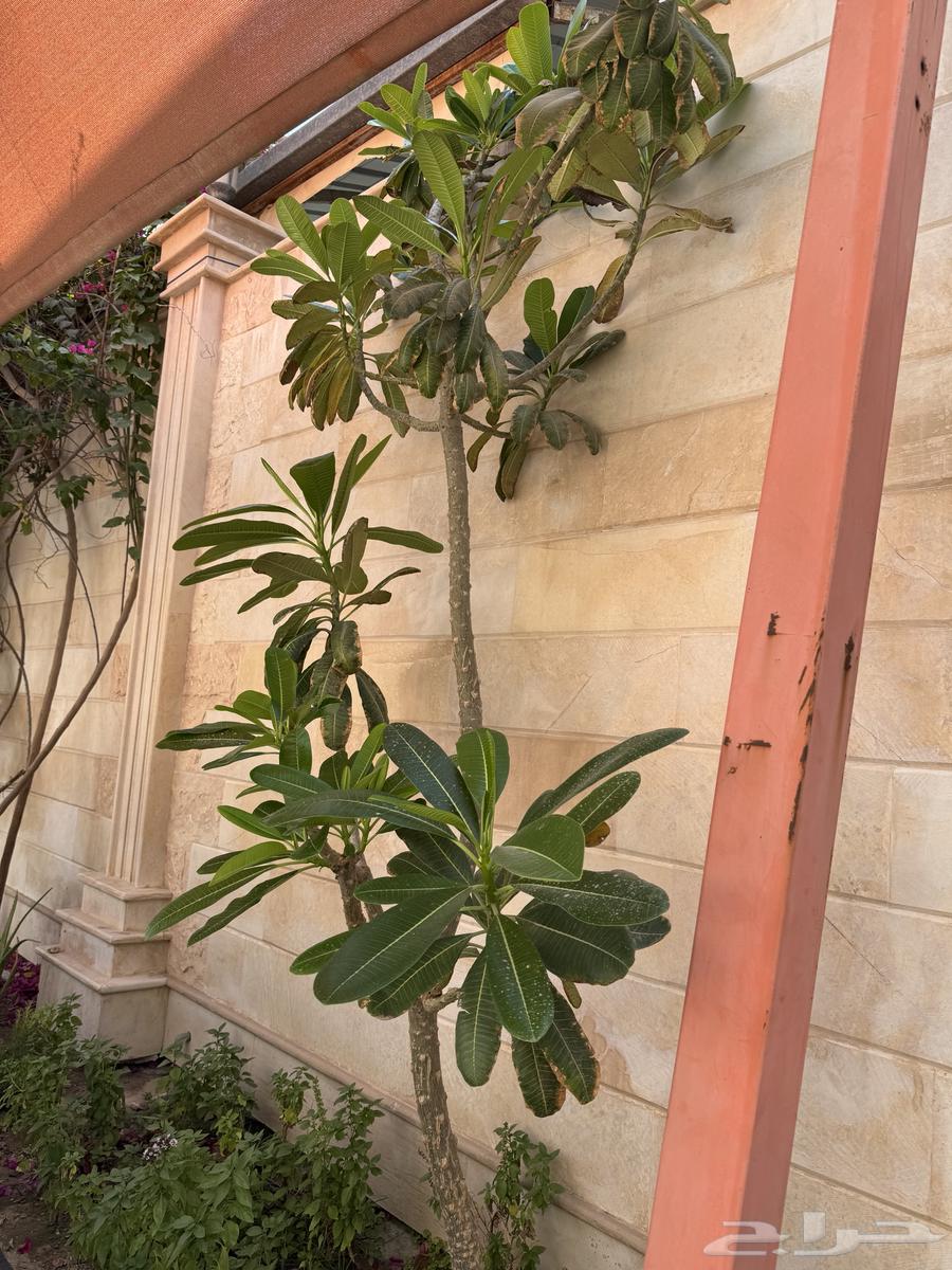 For sale, large size Indian jasmine tree63042939632898112