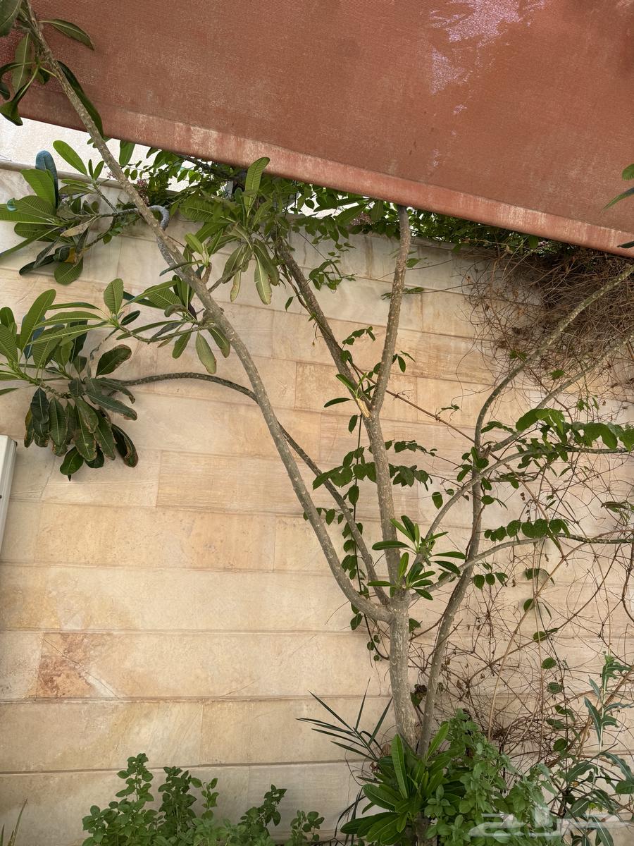 For sale, large size Indian jasmine tree63042939632898111