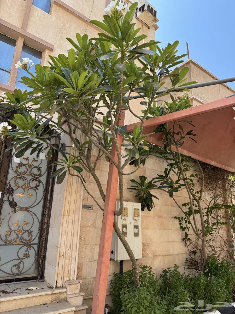 For sale, large size Indian jasmine tree630429396328981110