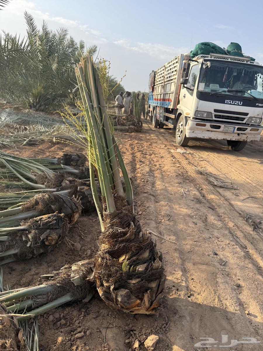 نخل مثمر مع الغرس بالموقع63041620012545114