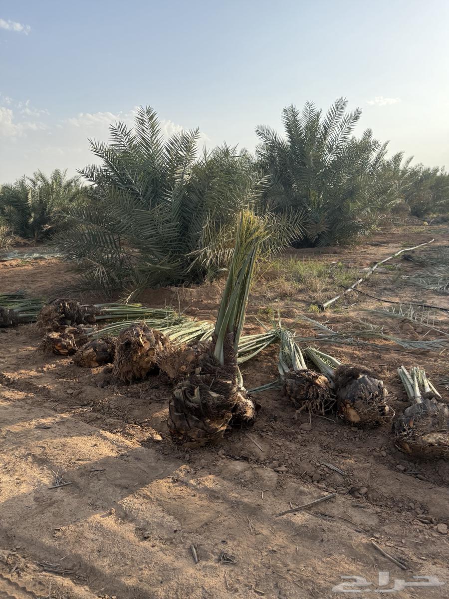 نخل مثمر مع الغرس بالموقع63041620012545111