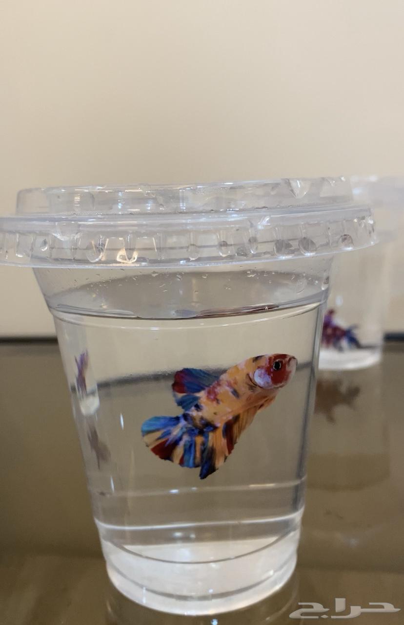 Rare fighter fish63102301673601111