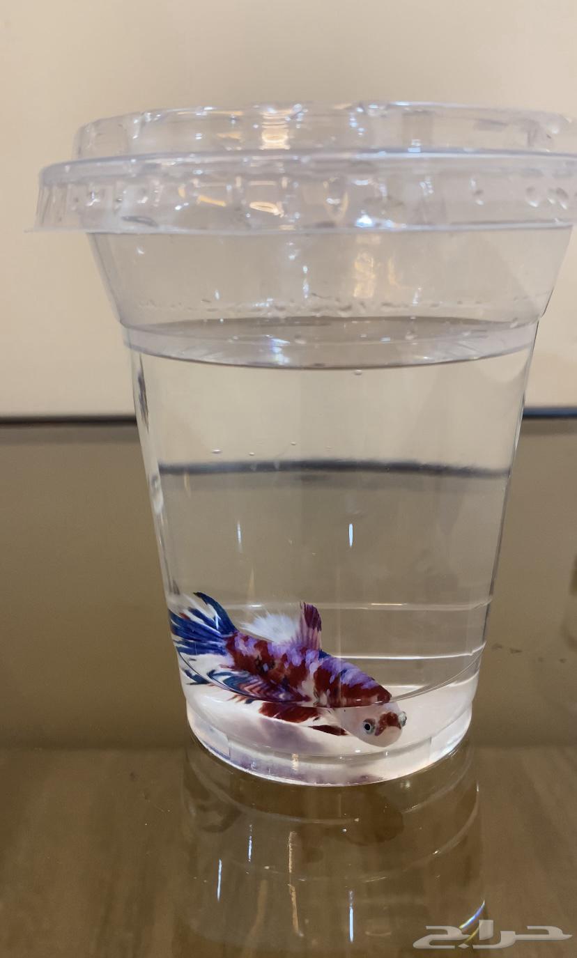 Rare fighter fish63102301673601112