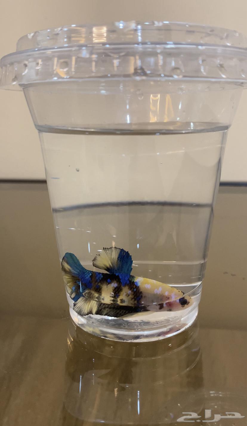 Rare fighter fish63102301673601113