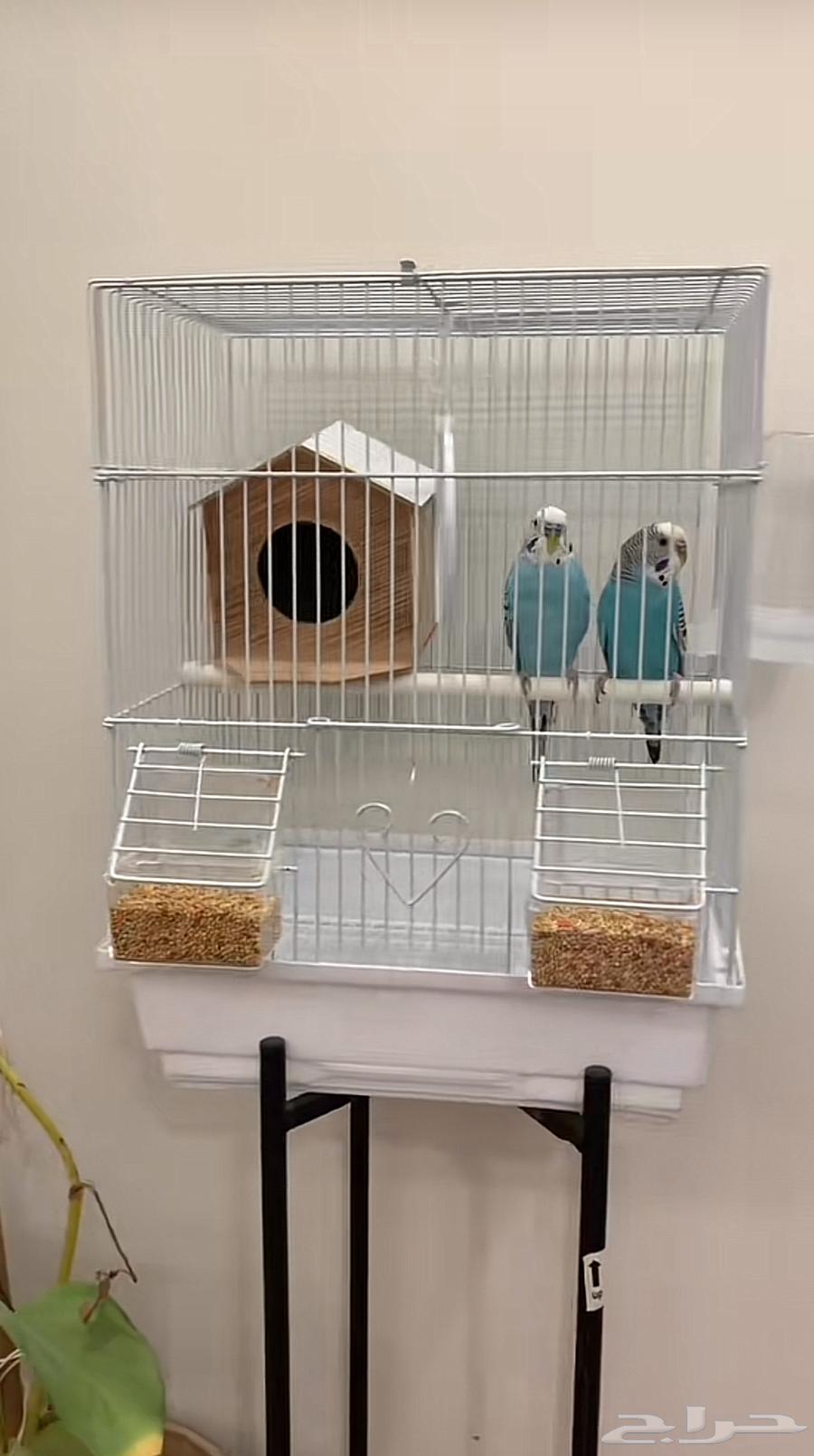Love birds63039549751682113