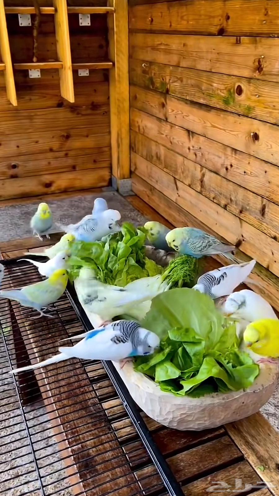 Love birds63039549751682114