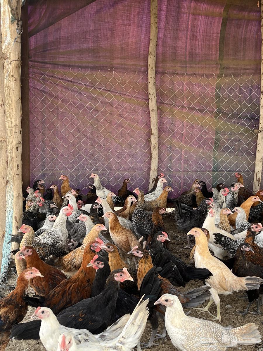 Local chicken63040762662914111