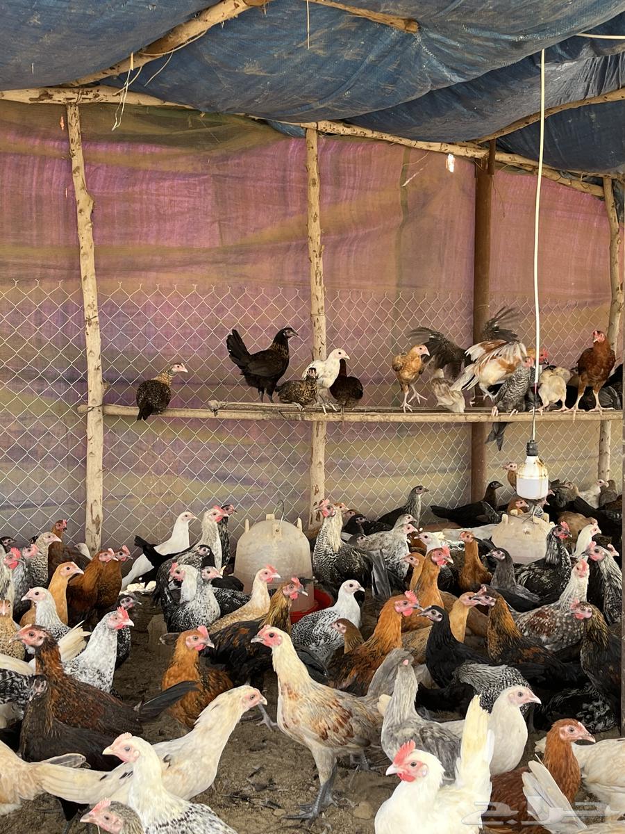 Local chicken63040762662914114