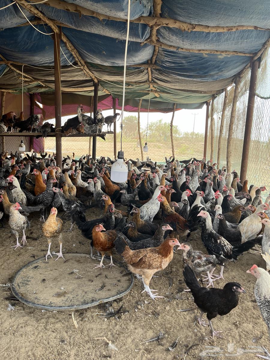 Local chicken63040762662914113