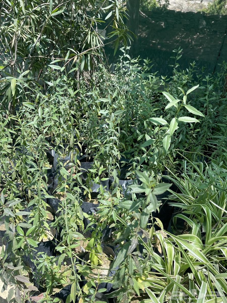 Almond seedlings63041665345539114