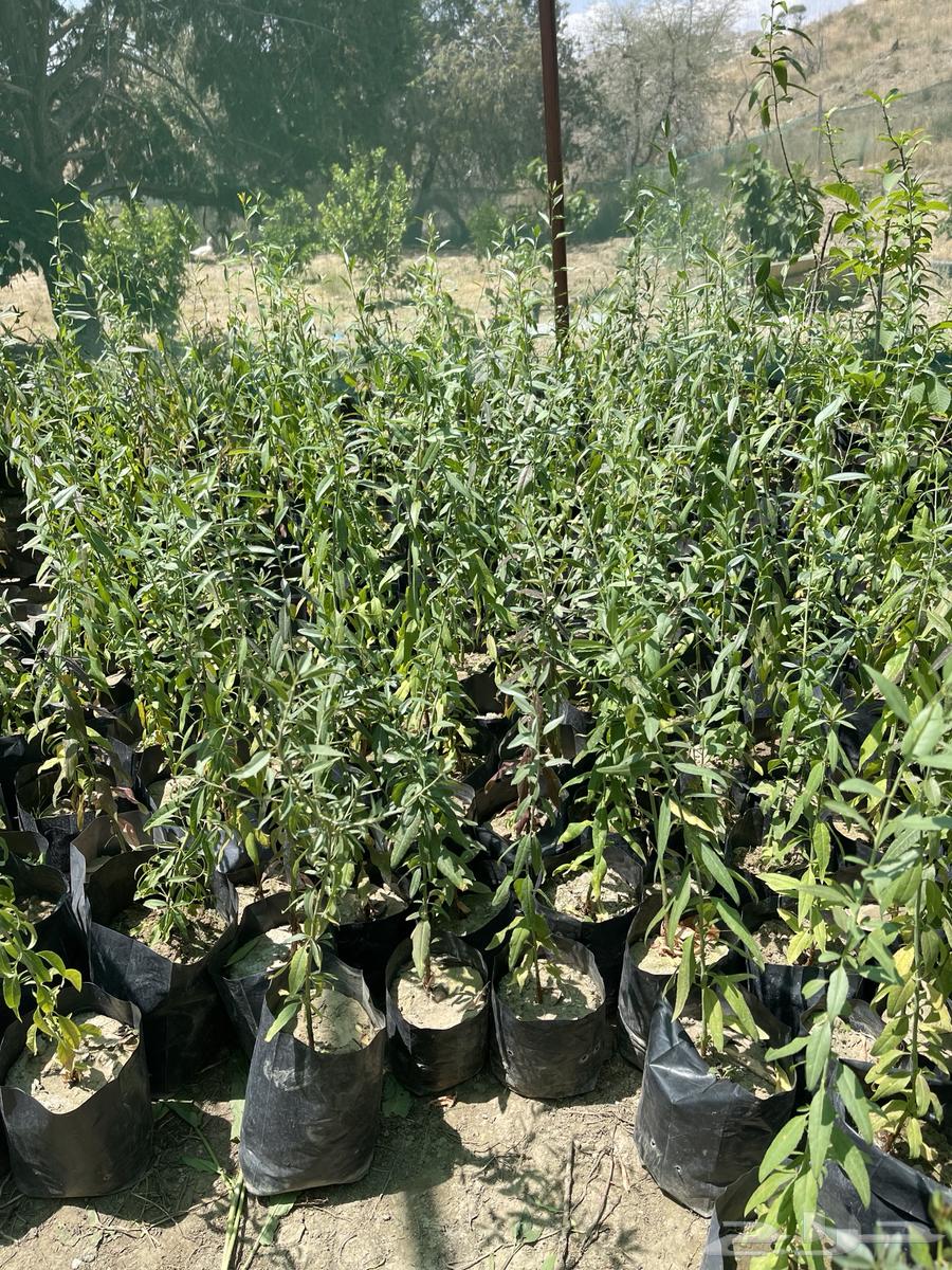 Almond seedlings630416653455391125