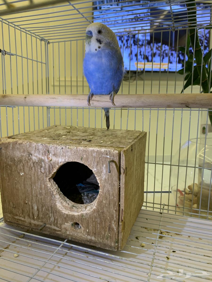 Love birds63039549751682111