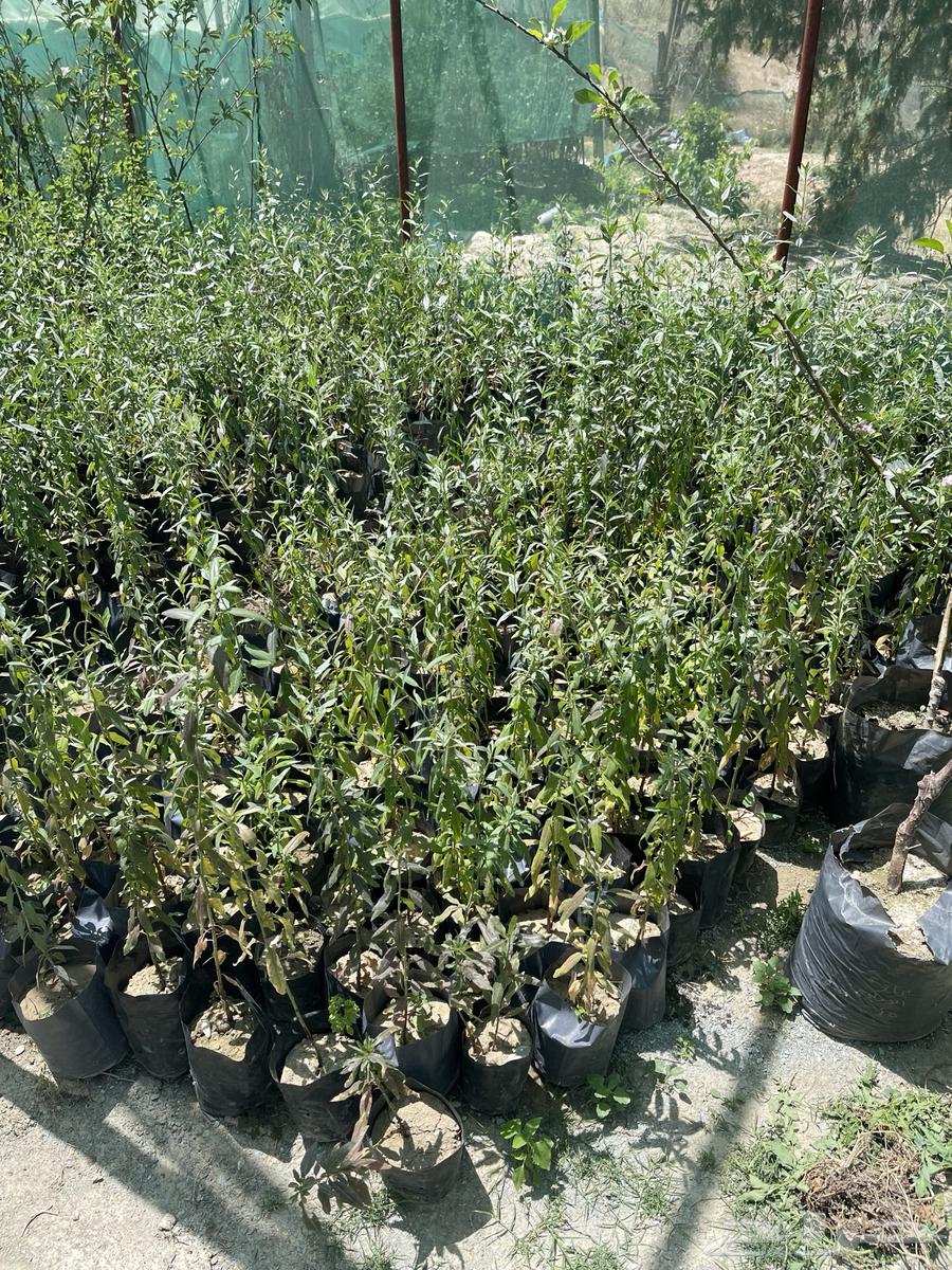 Almond seedlings63041665345539113