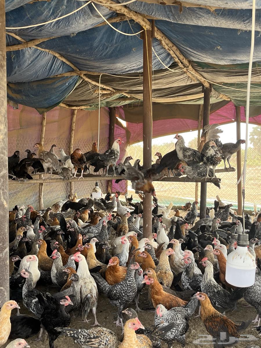 Local chicken63040762662914112
